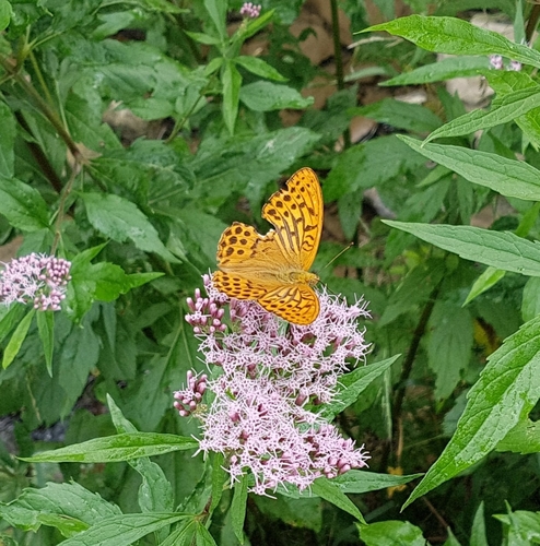 Silver-washed fritillary