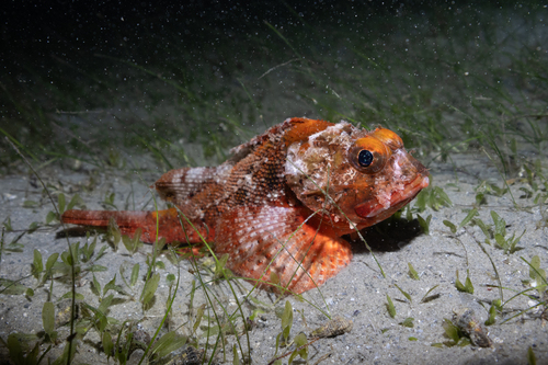 Barbfish (Scorpaena brasiliensis) — Scorpaenidae