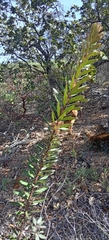 Comarostaphylis polifolia