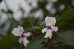 Impatiens fruticosa