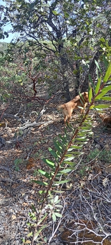 Comarostaphylis polifolia, photograph 2