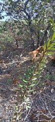 Comarostaphylis polifolia, photograph (c) Humberto Gonzalez Salas, some rights reserved (CC BY)
