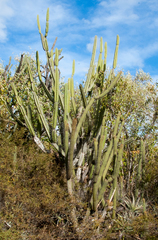 Cereus hankeanus