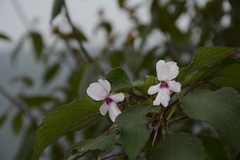 Impatiens fruticosa