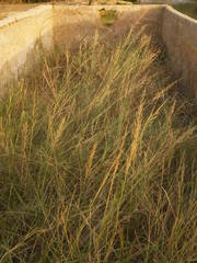 Sporobolus consimilis