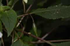Impatiens fruticosa