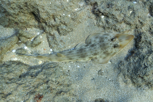 Pseudobatos lentiginosus (Garman, 1880)