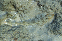 Atlantic Guitarfish photo 1