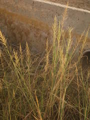 Sporobolus consimilis