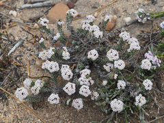 Elytropappus hispidus