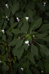 Impatiens fruticosa