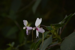 Impatiens fruticosa
