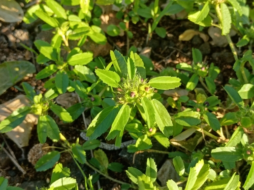 Sida ciliaris observed 2026-01-20
