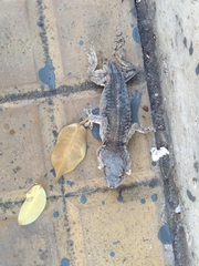 Tarentola mauritanica