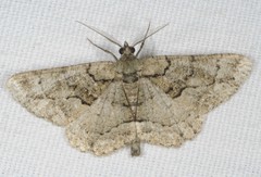 Peribatodes ilicaria