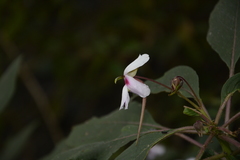 Impatiens fruticosa