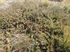 Protea witzenbergiana