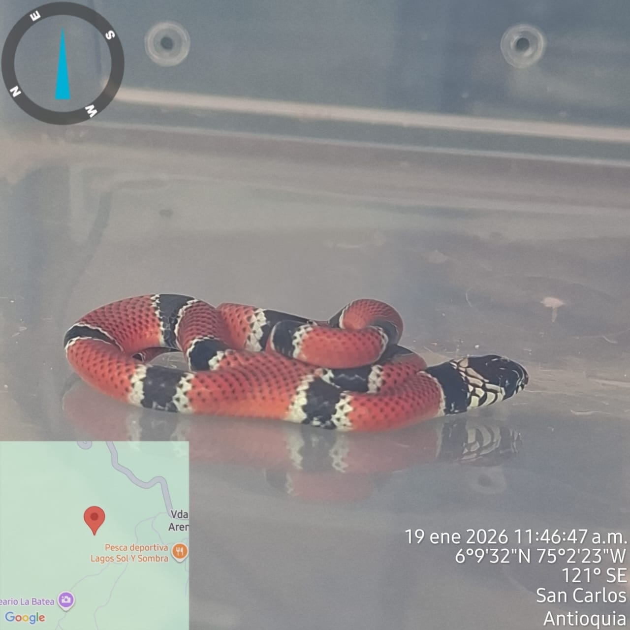 False Coral Snake photo 2