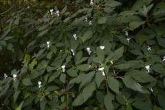 Impatiens fruticosa