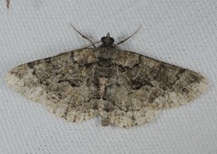 Peribatodes ilicaria