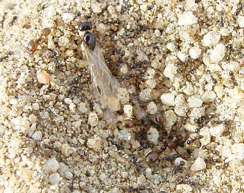 Bearded Big-headed Ant