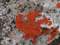 Caloplaca haematodes