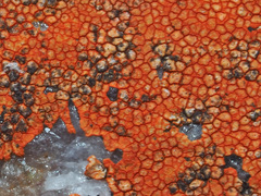 Caloplaca haematodes