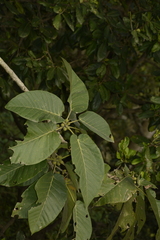 Ficus anamalayana