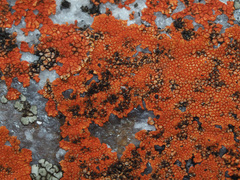 Caloplaca haematodes