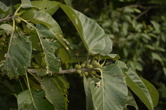 Ficus anamalayana