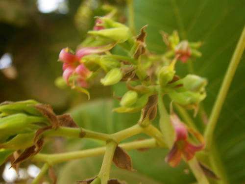 Anacardium image