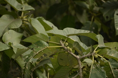 Ficus anamalayana