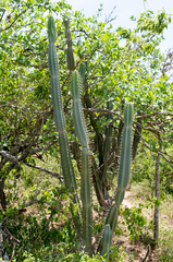 Cereus hankeanus