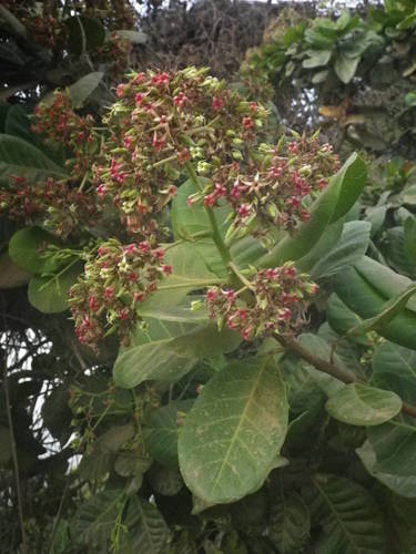 Anacardium image