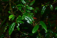 Sycopsis sinensis