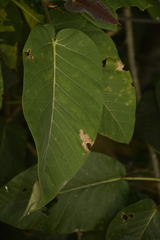 Ficus anamalayana