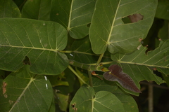 Ficus anamalayana