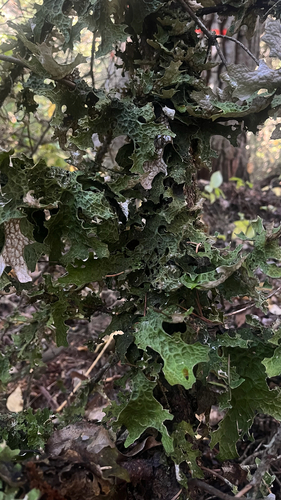 Tree Lungwort
