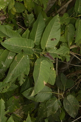 Ficus anamalayana