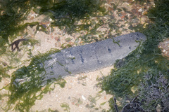 Holothuria scabra