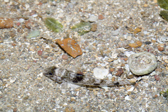 Yongeichthys nebulosus