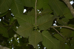 Ficus anamalayana