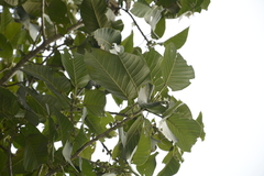 Ficus anamalayana