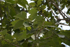 Ficus anamalayana