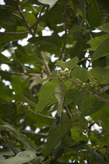 Ficus anamalayana