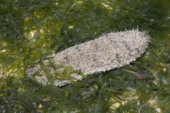 Holothuria scabra