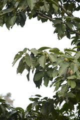 Ficus anamalayana