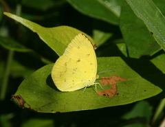 Eurema hecabe hecabe
