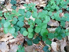 Threeleaf Bittercress (Cardamine trifolia)