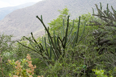 Cereus hankeanus